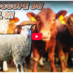 ON S'OCCUPE DU BETAIL !!!