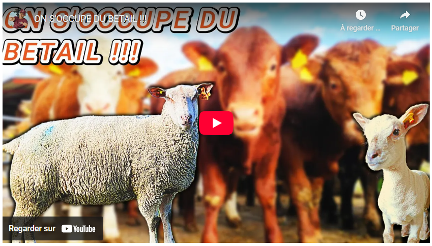 ON S&rsquo;OCCUPE DU BETAIL !!!