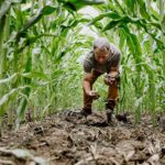Le maïs en agriculture régénérative