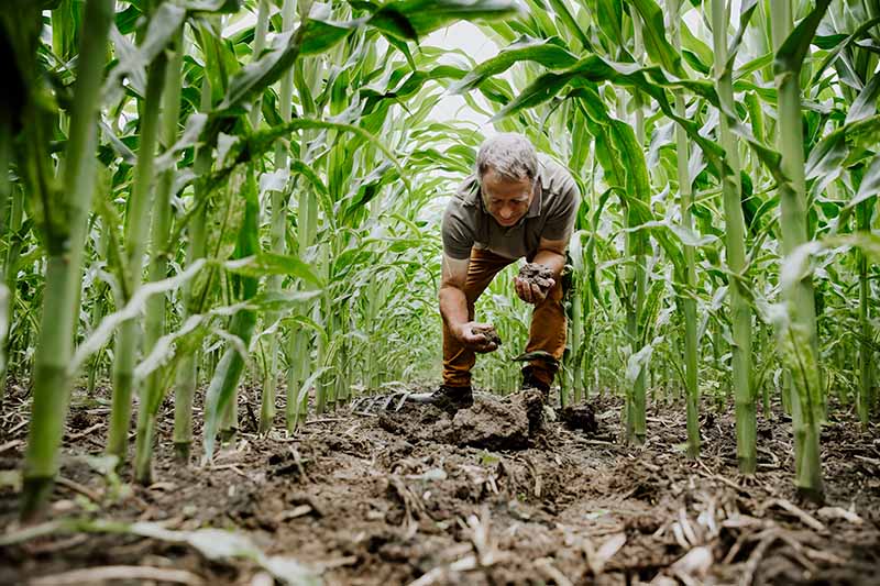 Le maïs en agriculture régénérative