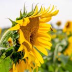 Azote, quand le tournesol fait l’impasse