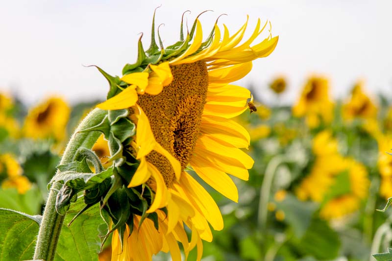 Azote, quand le tournesol fait l’impasse