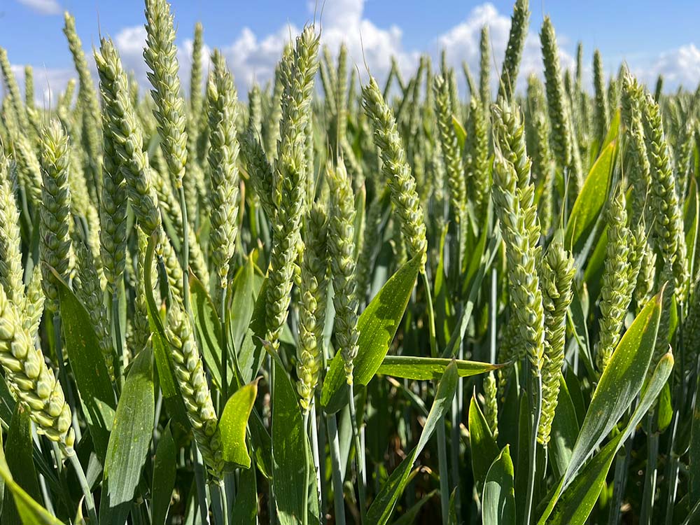 Secobra recherches : la variété de blé kingkong promue VRM
