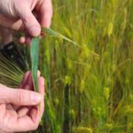 Réussir sa céréale avec un IFT minimum