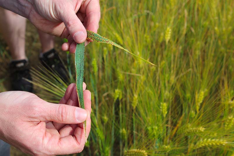 Réussir sa céréale avec un IFT minimum