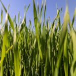 Protéger ses cultures de céréales