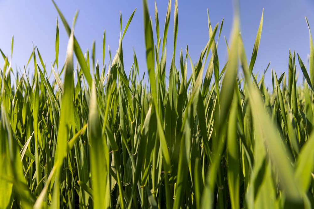 Protéger ses cultures de céréales