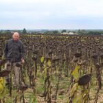 Un couvert tardif avant tournesol