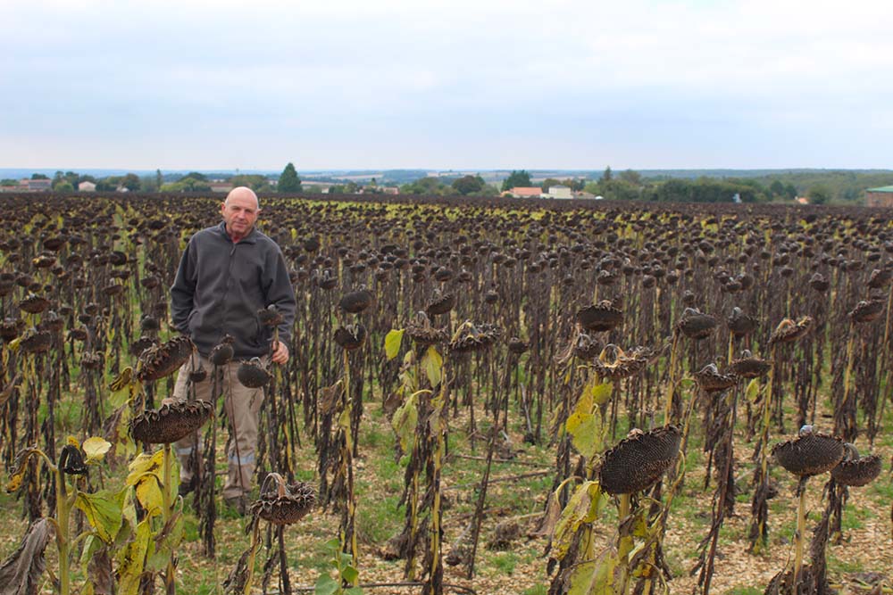 Un couvert tardif avant tournesol