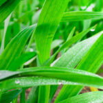 Seamac OR : un nouveau biostimulant au service d’une agriculture durable