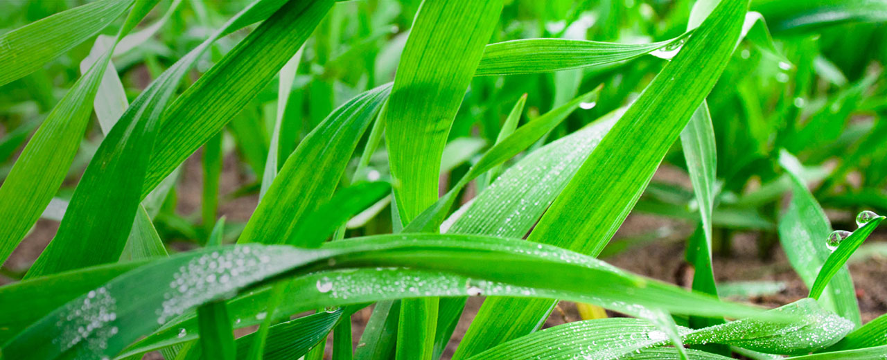 Seamac OR : un nouveau biostimulant au service d’une agriculture durable