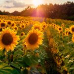 Bien désherber son tournesol est aussi bénéfique aux cultures suivantes