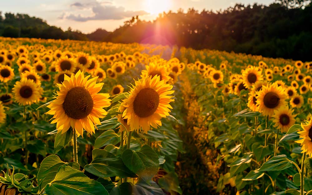 Bien désherber son tournesol est aussi bénéfique aux cultures suivantes