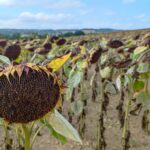 Implantation : le tournesol bio fait son trou en Normandie