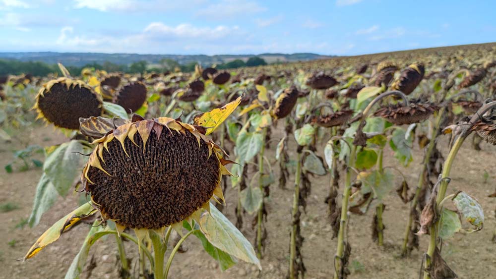 Implantation : le tournesol bio fait son trou en Normandie