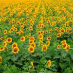 Variétés et semis... donnez le bon départ à votre tournesol !