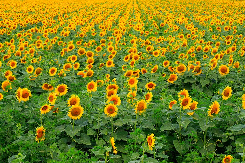 Variétés et semis… donnez le bon départ à votre tournesol !