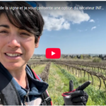 Fin de la taille de la vigne