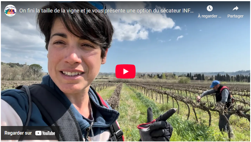 Fin de la taille de la vigne