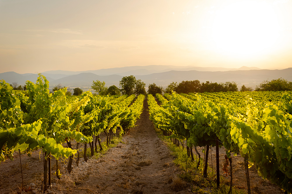 Le Lobesia Pro Clip de M2i Group reçoit un prix pour sa solution durable de protection des vignes sans pesticide