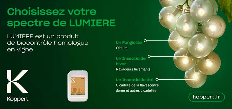 Koppert lance Lumière, l&rsquo;alternative aux pyrèthres naturels contre la cicadelle de la flavescence dorée