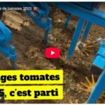Premier binage de tomates 2025