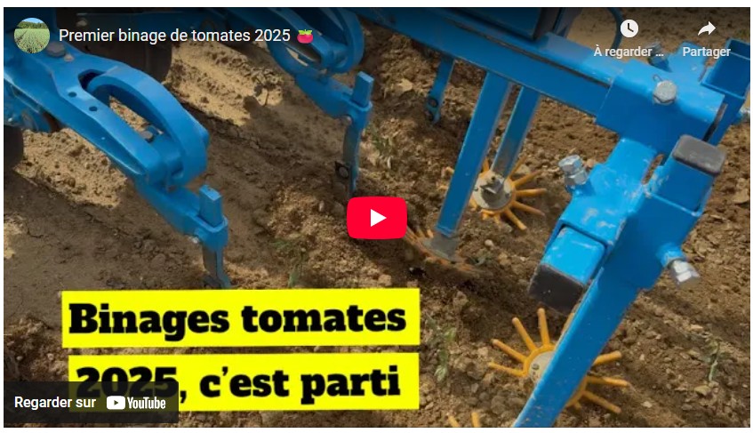 Premier binage de tomates 2025