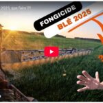 Fongicides blé 2025, que faire ??