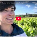 On teste le BOVATO pour limiter la coulure sur la vigne
