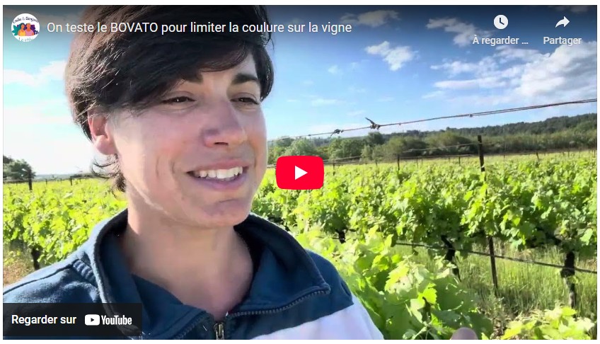 On teste le BOVATO pour limiter la coulure sur la vigne
