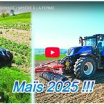 Maïs 2025 / Broyage / Misère à la ferme