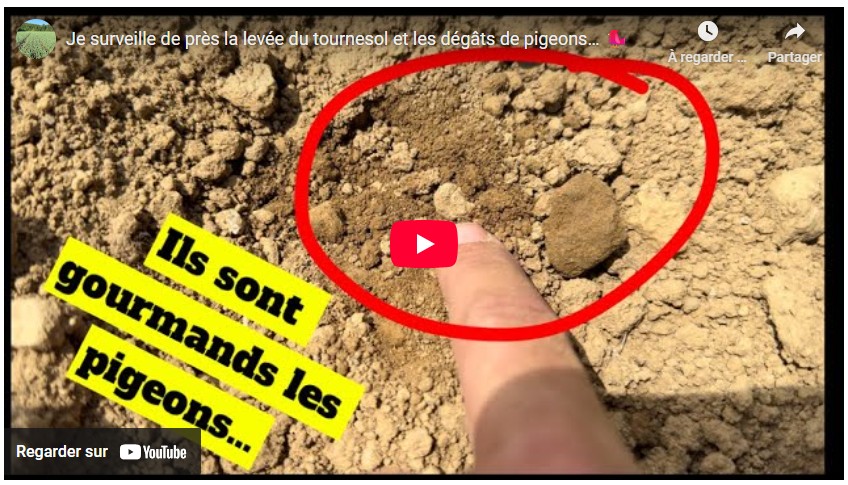 Gaël Blard surveille de près la levée du tournesol et les dégâts de pigeons…