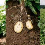 Les performances des biosolutions Algomel® d’Olmix validées par HZPC, spécialiste du plant de pomme de terre