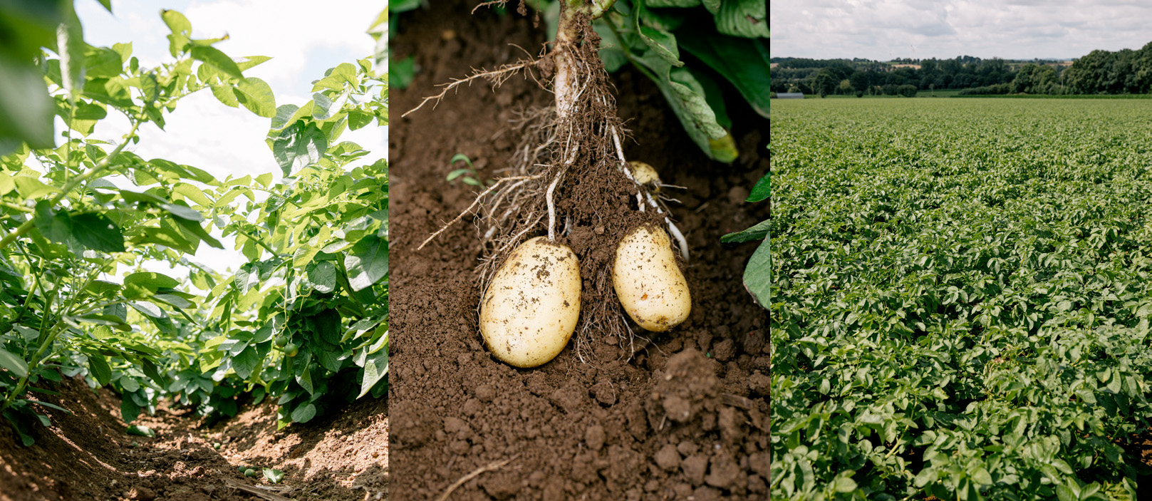 Les performances des biosolutions Algomel® d’Olmix validées par HZPC, spécialiste du plant de pomme de terre